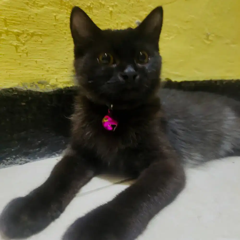 Anakan Kucing mix persia hitam