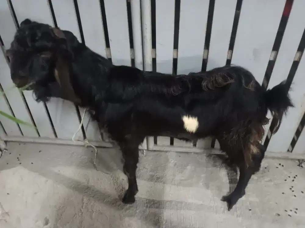 Kambing kurban 3.300.000 1 ekor