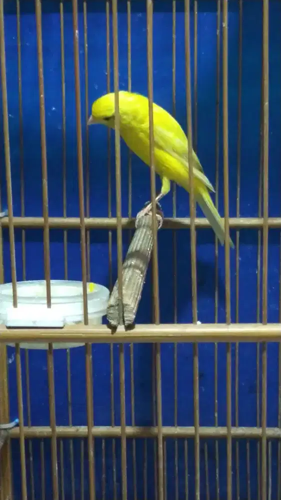 Burung kenari F1bb gacor