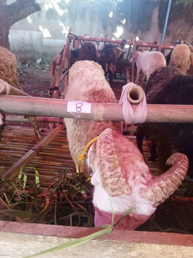 Kambing Qurban Bandung Bisa COD dan Survey Langsung