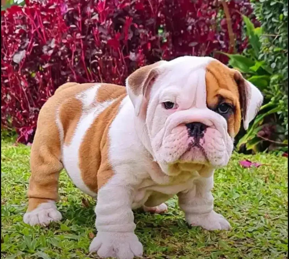 English Bulldog jantan