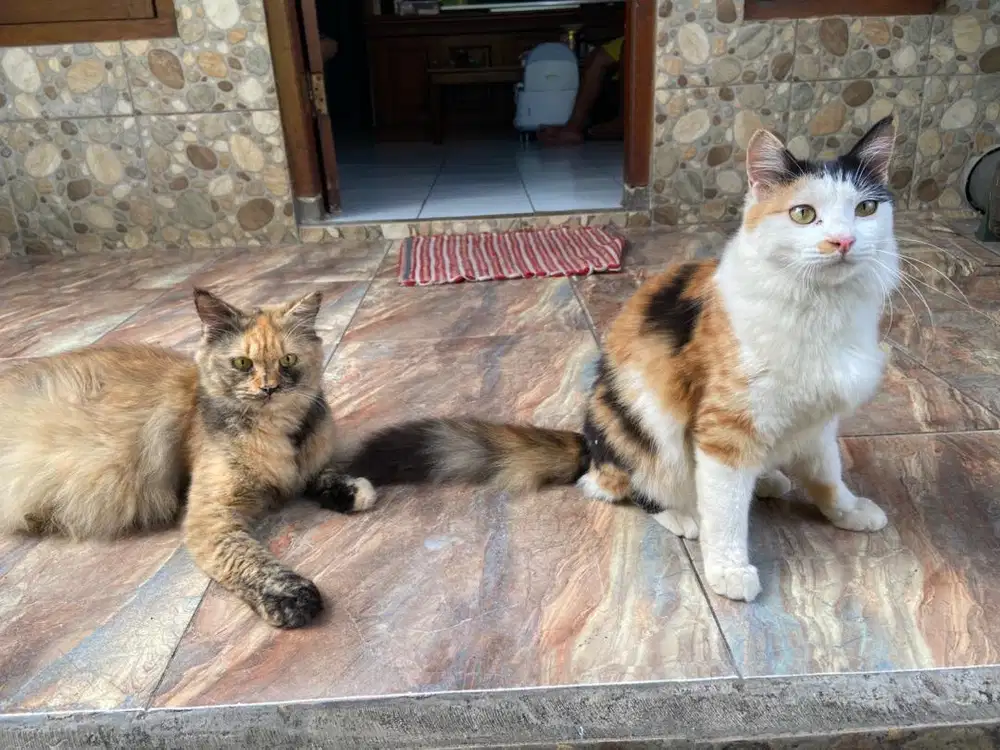 Kitten persia medium betina