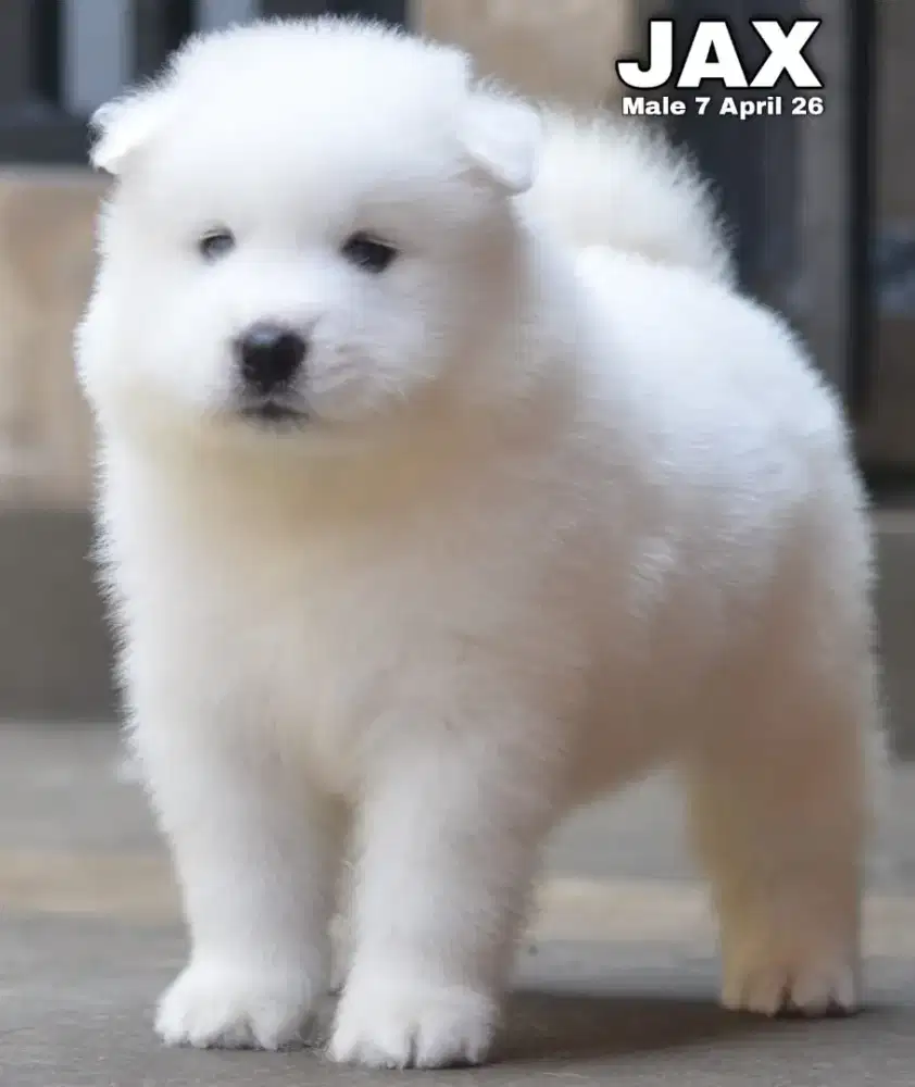 Samoyed Jantan Jax