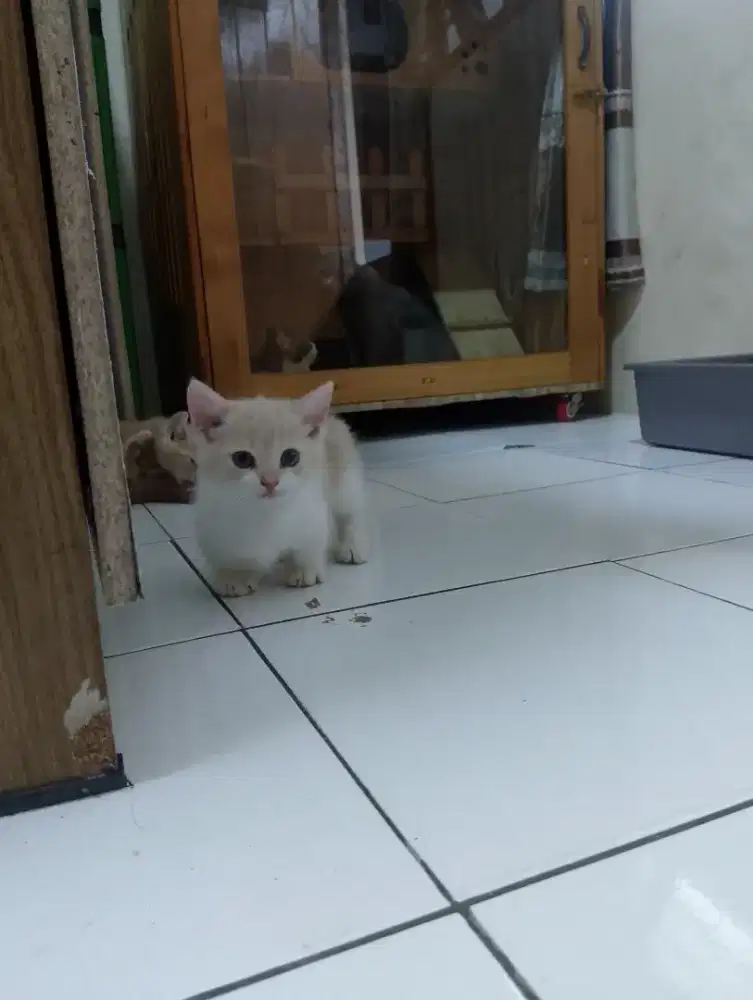Kucing Munchkin shorthair/cebol BSH/kaki pendek British