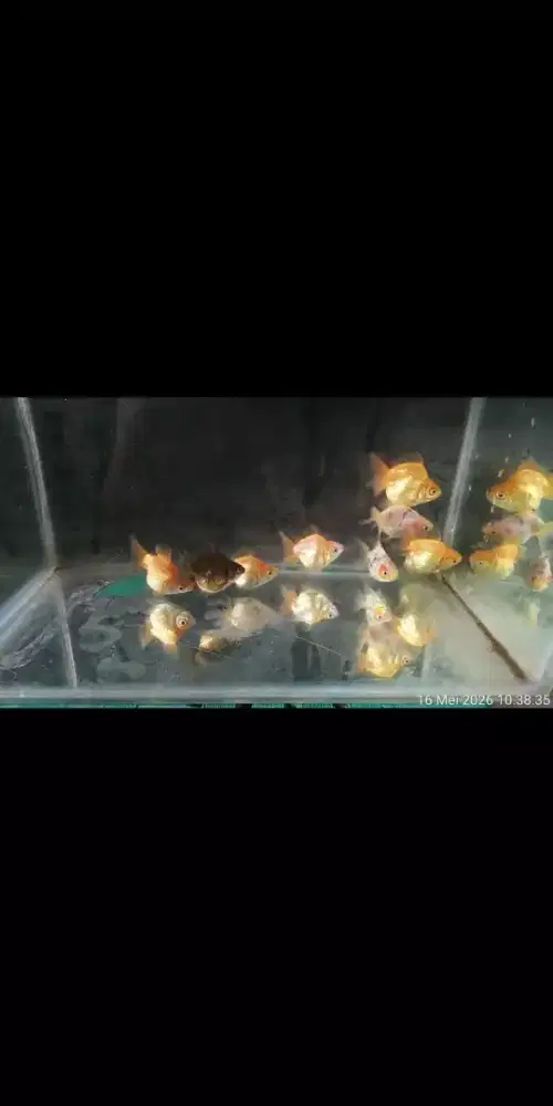 Ikan koki ryukin