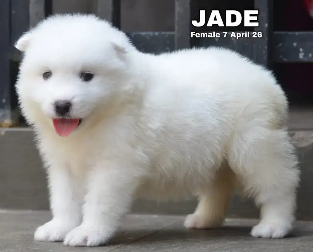 Samoyed Betina Jade