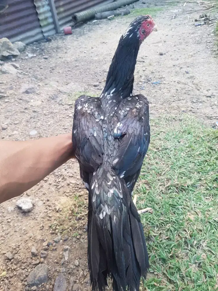 Indukan ekor lidi