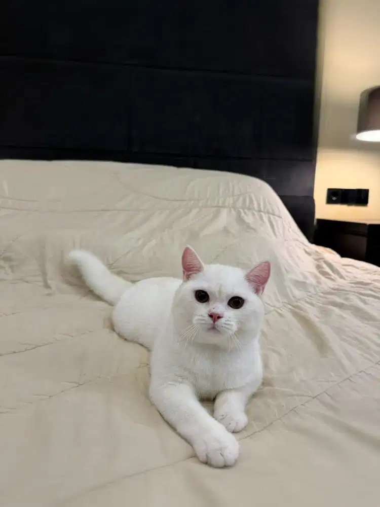 kucing british shorthair bsh