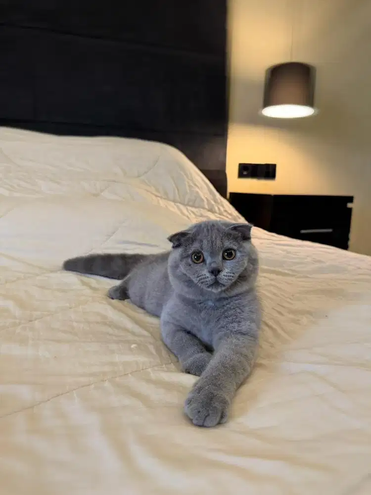 kucing scottish fold