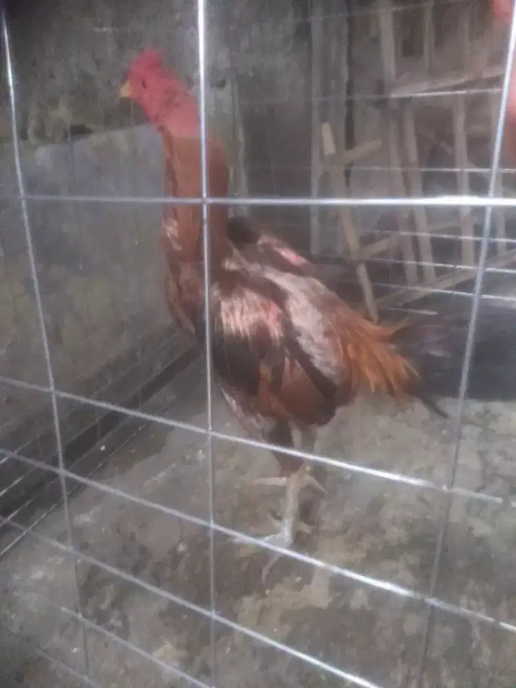 Ayam Bangkok Mangon pacek
