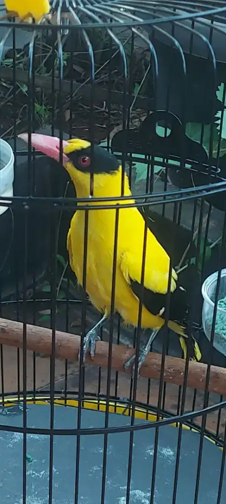 Burung Kepodang Sumbawa