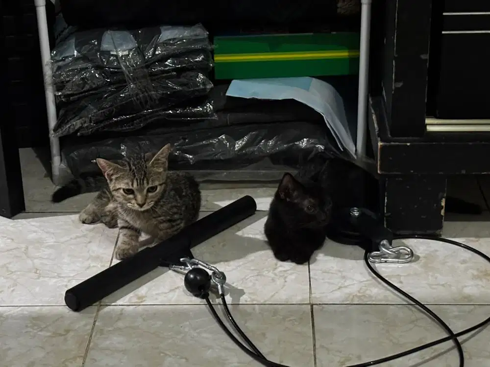 Kucing munchkin standard