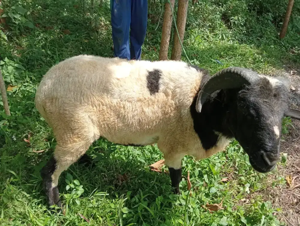 Jual Domba Qurban sesuai Syariat