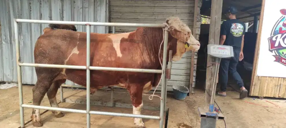 Jual sapi qurban
