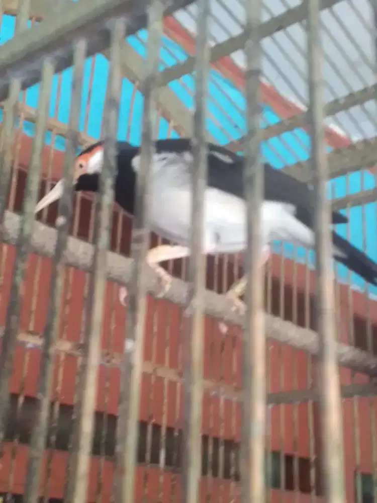 JALAK SUREN GACOR SEMI JINAK SUDAH MOMPA SUARA VARIASI BYK 1 JUTA