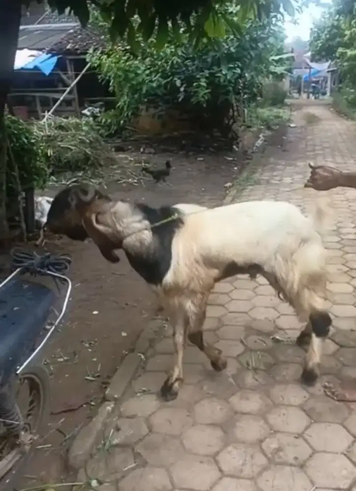 Kambing untuk qurban