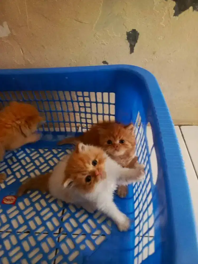 Kucing 3 ekor flatnose persia kitten
