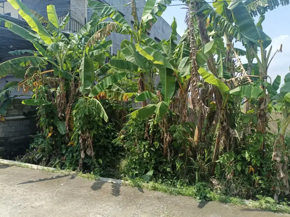 Dijual tanah SHM sawah murah di Maguwoharjo cocok untuk kost kostan