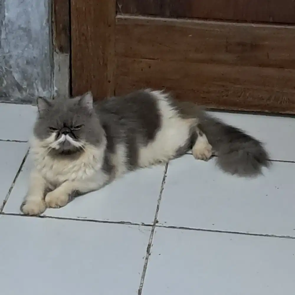 Persian Peaknose
