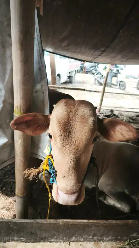 SAPI MURAH DAN AMANAH BERGARANSI