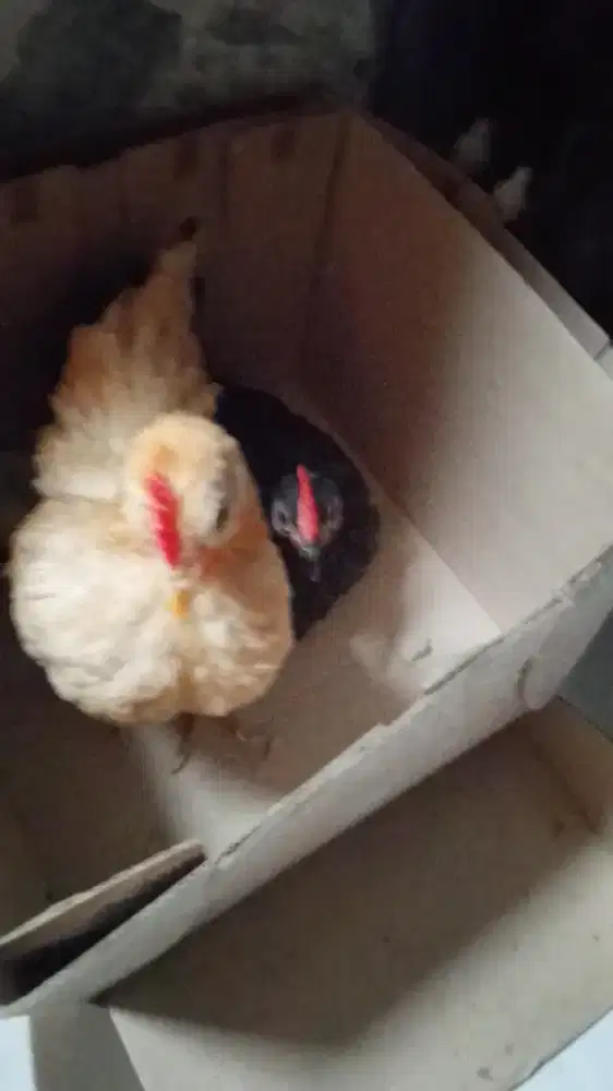 Ayam kecil sepasang