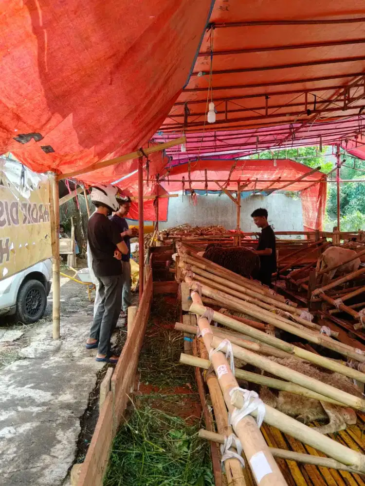 Jual Domba Qurban Terdekat di Bandung