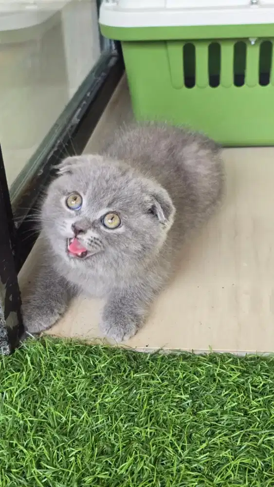 Kucing british shorthair bsh x scotish fold