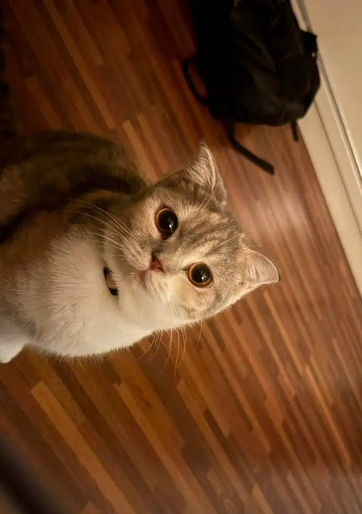 Kucing British x Scottish fold
