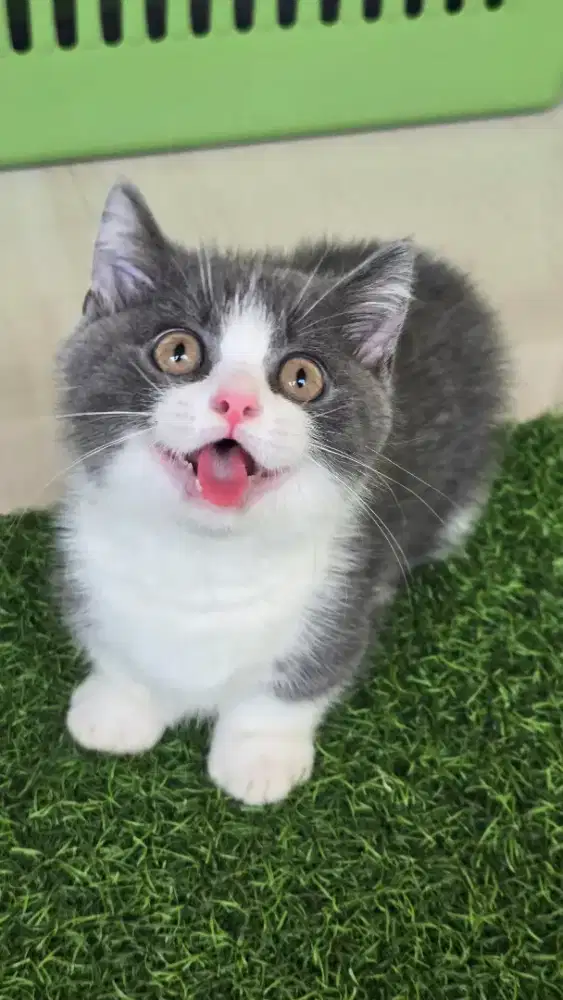 Kucing british shorthair bsh munckin