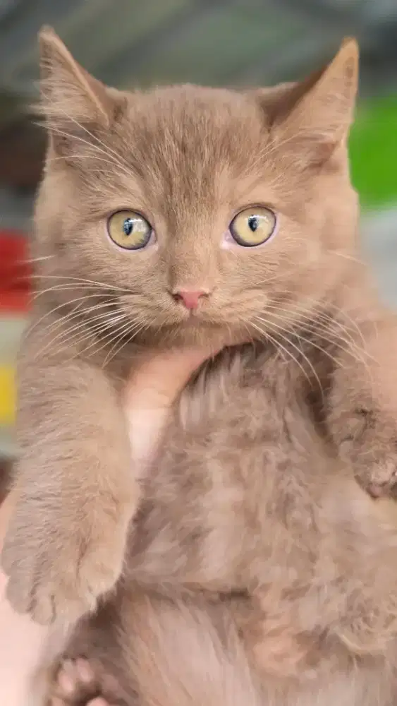 Kucing british shorthair bsh british shorthair
