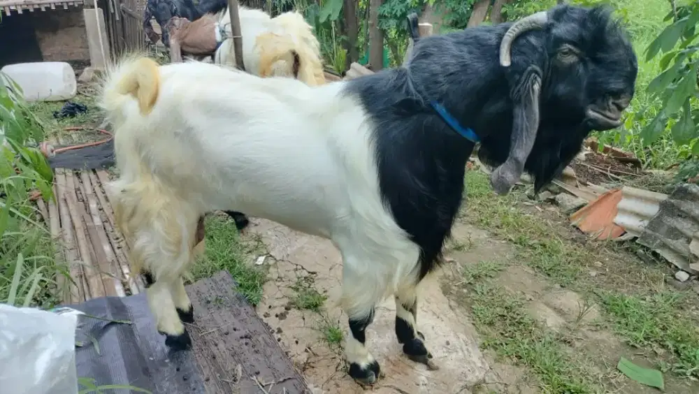 Jual Hewan Qurban dan aqiqah