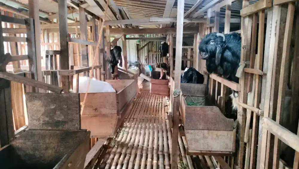Jual Hewan Qurban dan aqiqah