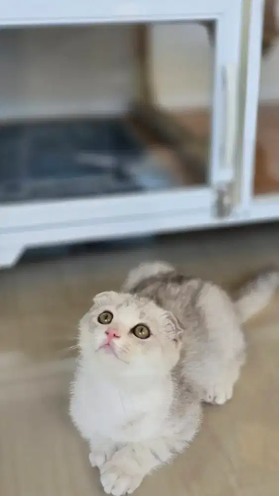 Kucing british shorthair bsh x scotish fold