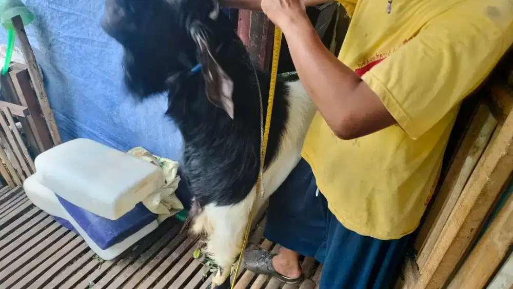 Jual Hewan Qurban dan aqiqah