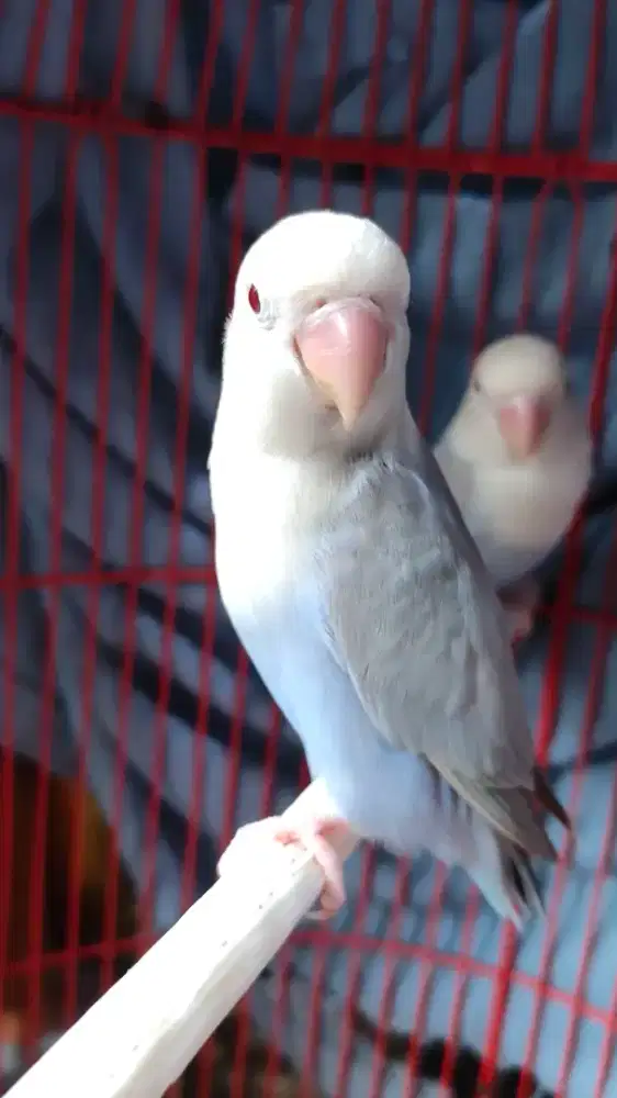 Lovebird pf blue