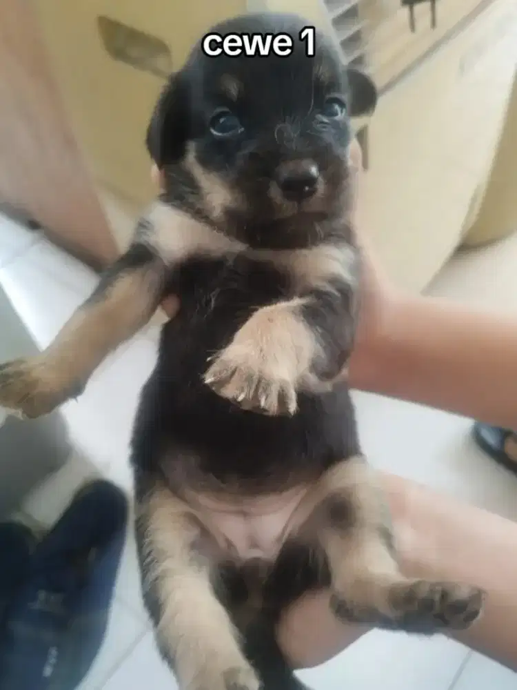 Anakan Shih Tzu x Rottweiler
