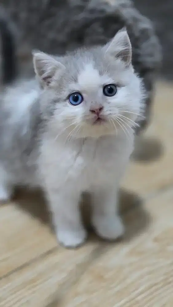 Kucing british shorthair bsh british shorthair