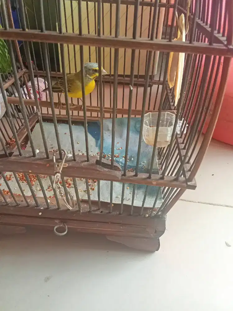 Burung Mozambik Rajin