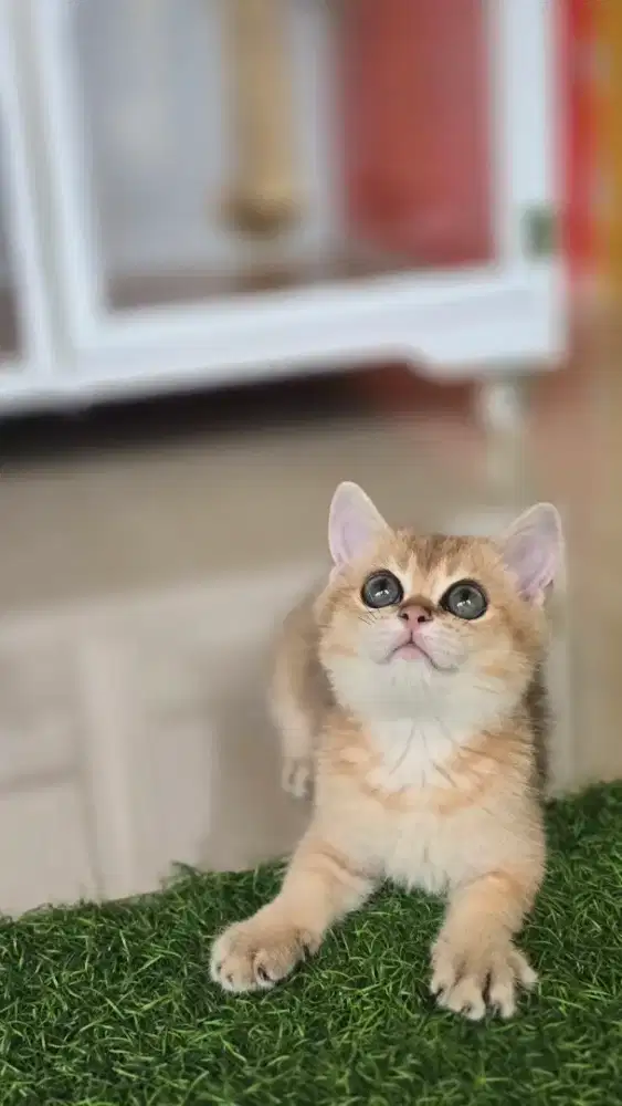 Kucing british shorthair bsh british shorthair