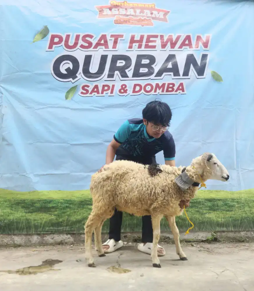 Jual Domba Qurban Super 2026