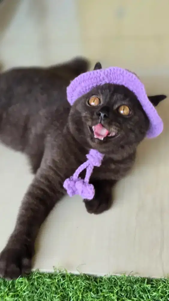 Kucing british shorthair bsh british shorthair