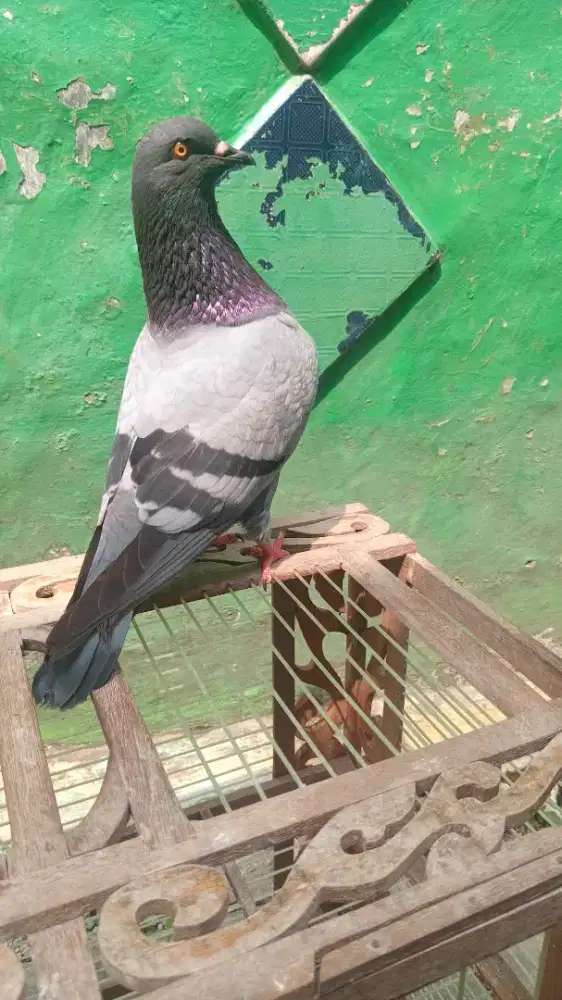 Dara atau merpati kolongan