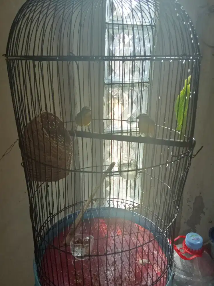 Mozambik sepasang produksi
