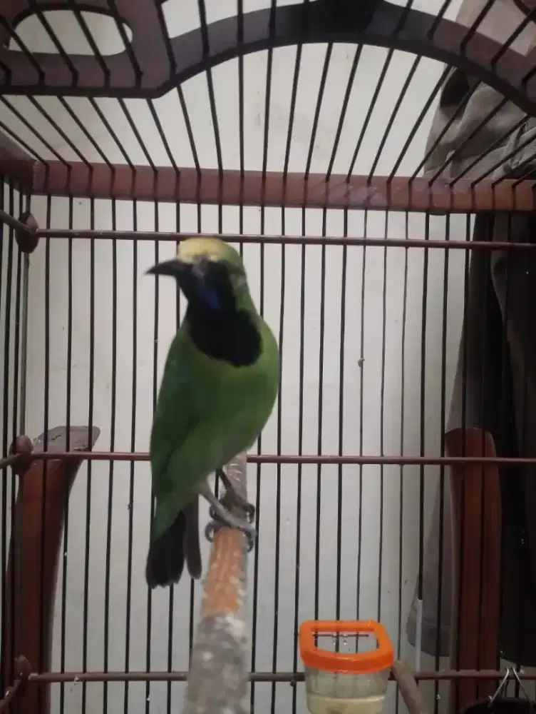 Muray Daun Medan