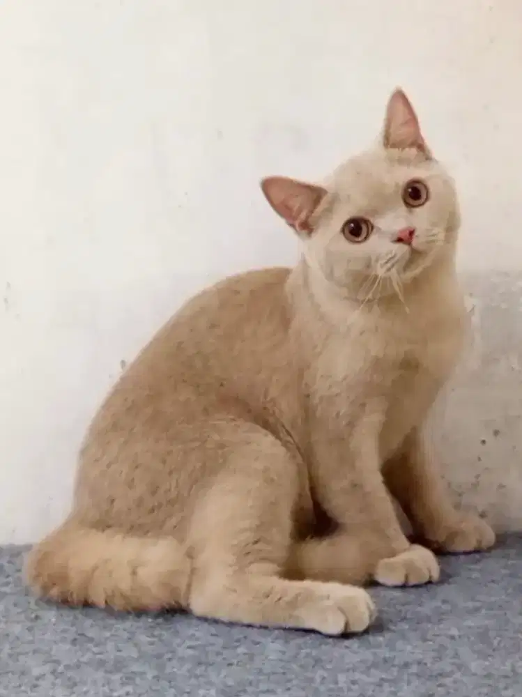 British Shorthair Fawn