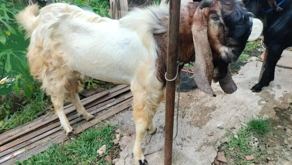 Jual Hewan qurban Depok