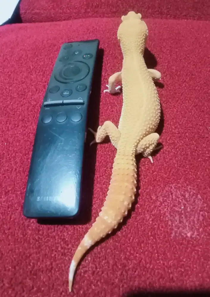 Gecko sunglow female