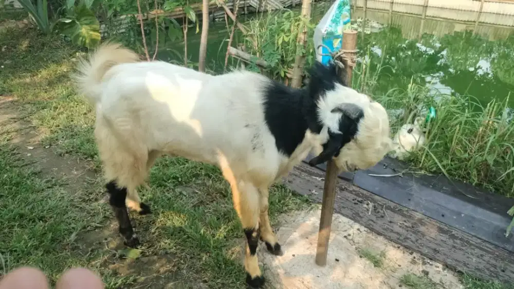 Jual Hewan Qurban Kambing Rawatan Kandang