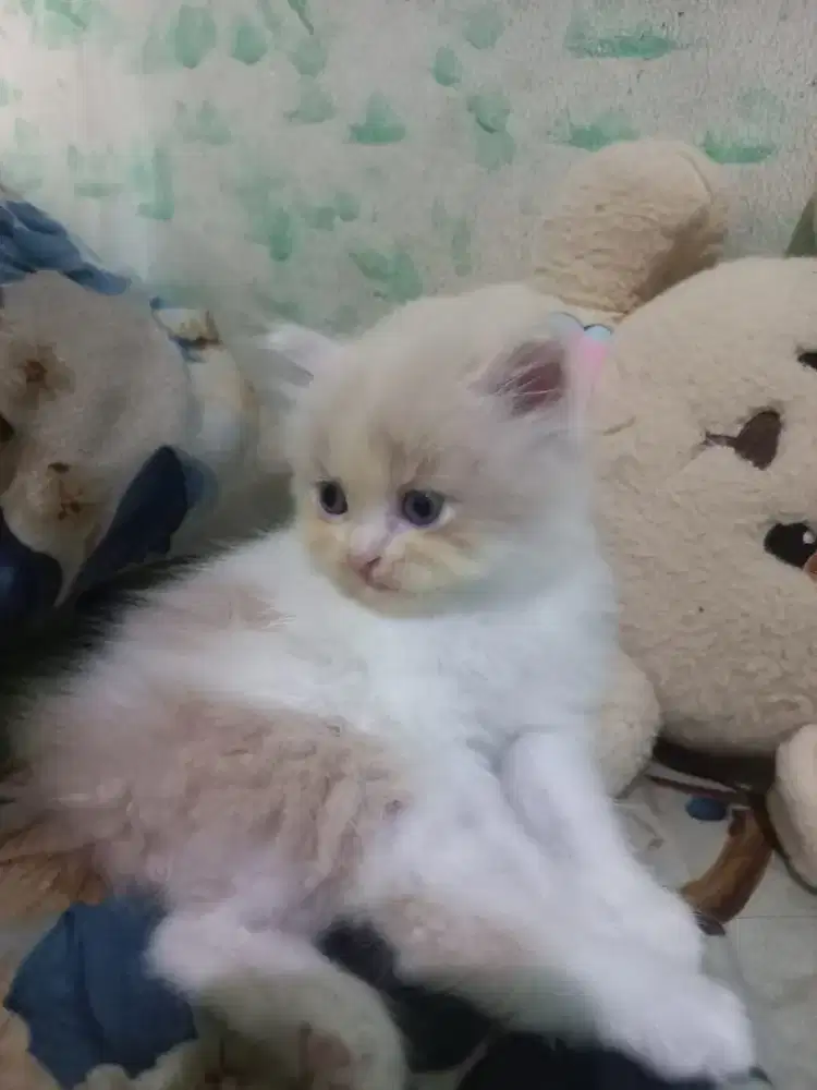 Kucing kitten persia lepas adopt