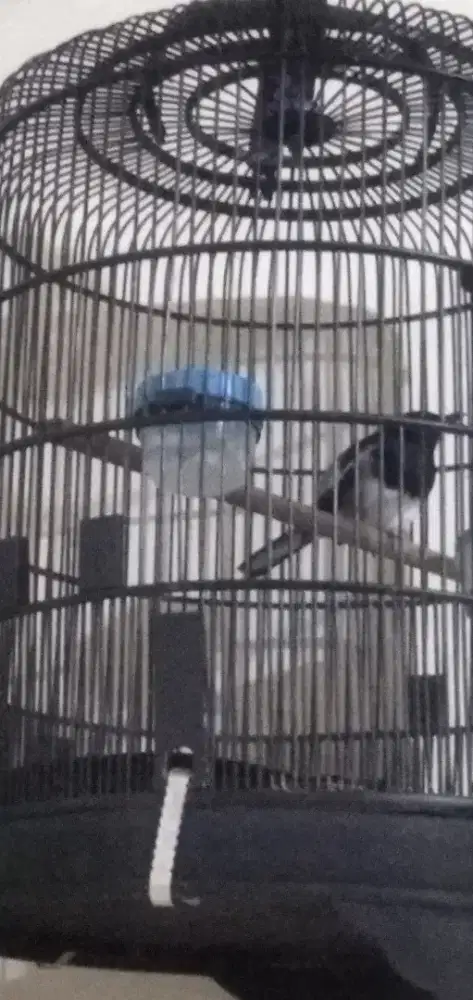 Burung Kacer dapur gacor